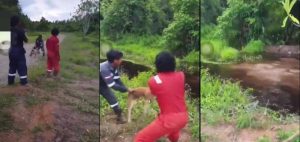Viral Pekerja Lempar Anjing Hidup Jadi Makanan Buaya