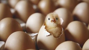 Misteri Mana yang Lebih Dulu Ayam atau Telur? Peneliti Mengungkap Jawaban yang Mengejutkan