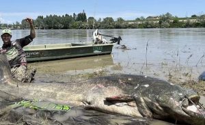 Ikan Lele Terbesar Di Dunia Tertangkap Dengan Panjangnya 2,8 Meter