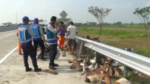 Viral! Akibat Ban Mobil Pecah, Puluhan Kambing Tergeletak di Pinggir Jalan Tol Ngawi-Solo