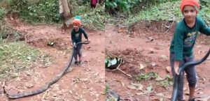 Video Viral: Aksi Bocah Bermain dengan King Cobra Raksasa Menghebohkan Warganet
