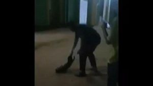 Video Viral Aksi Kejam Gerombolan Pemuda Banting Anjing Hingga Tewas
