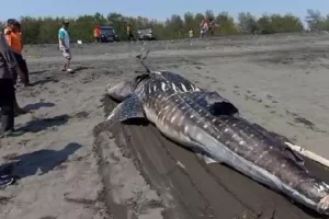 Heboh Hiu Tutul Terdampar di Pantai Selatan Kulon Progo
