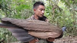 Viral Penemuan Burung Kuau Raja, Maskot Sumatera Barat yang Hampir Punah