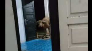 Viral Kerbau Besar Bertamu Kerumah Warga Malam-malam, Netizen: Mirip Banteng