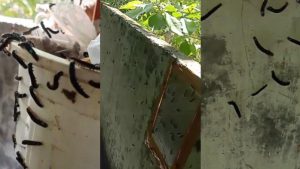 Heboh Ribuan Ulat Jadi Serbu Rumah Warga Hingga Masuk Ke Dalam, Bikin Merinding