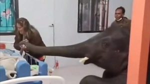 Viral Gajah Jenguk Tuannya di Rumah Sakit, Merangkak dan Pegang Tangan Tuannya dengan Belalai