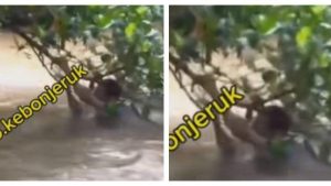 Viral Jambret Terjun ke Sungai Berarus Deras Hindari Amukan Massa