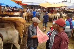 Tradisi ‘Marosok’ Cara Unik Orang Minangkabau Transaksi Tawar Menawar Harga Sapi