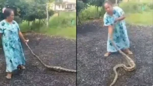 Gara-gara Ternaknya Sering Hilang, Emak-emak Banting Ular Piton Ukuran Besar Viral
