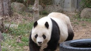VIRAL Panda Tertua di Jepang Mati