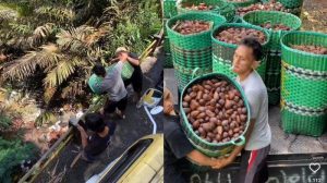 Petani di Banjarnegara Buang Salak ke Sungai Viral, Ini Alasannya