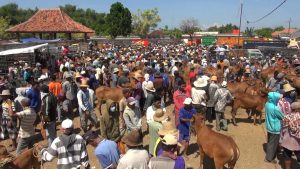 Harga Sapi Kurban 2024