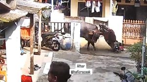 Viral Seekor Sapi Kurban Lepas dan Ngamuk, Seruduk Motor Warga Sampai Rusak