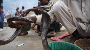 VIRAL Pria India Balas Gigit Ular Berbisa, Berujung Masuk UGD