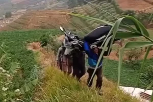 VIRAL Warga Evakuasi Motor Terjun Bebas di Jalan Curam Kradenan Arah Dieng