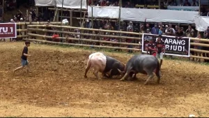 Viral! Diduga Kalah Judi, Penonton Bentrok di Arena Adu Kerbau Toraja