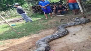 Warga Tebas Ular Piton Sepanjang 8 Meter di Bone Bolango, Dijual Rp 750 Ribu