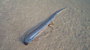 VIRAL Ikan Kiamat Muncul di Pantai Ini