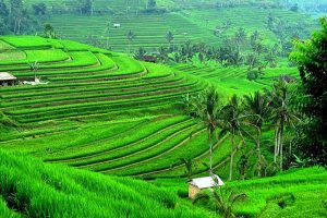2 Desa Wisata RI Jadi yang Terbaik di Dunia 2024 versi UN Tourism