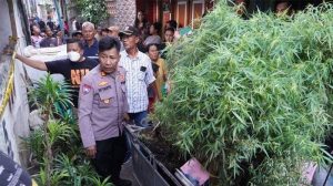 Tanam Ganja di Atap Rumah, Pria di Jakbar Ditangkap Polisi