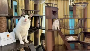 Viral Bobby Kertanegara Kucing Prabowo Dapat Hadiah Mewah dari Kedubes China