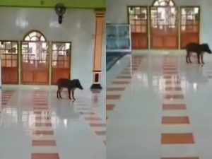 Viral! Babi Hutan Masuk Masjid di Cianjur, Warga Sempat Panik