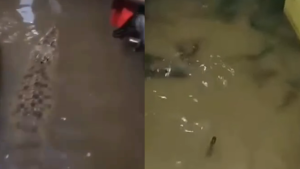 Ikan Lele Masuk ke Rumah Warga Kalideres Saat Banjir