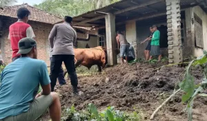 Pria di Pacitan Tewas Diseruduk Sapi Ternaknya