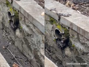 Heboh! Warga Palabuhanratu Temukan Puluhan Anak Ular Pyton di Gorong-gorong