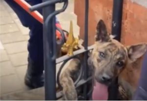 Anjing Terjepit di Sela-sela Pagar Pura, Damkar Turun Tangan