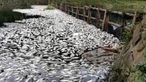 Ribuan Ikan di Situ Citongtut Gunung Putri Mati, DLH Kabupaten Bogor Akan Pasang CCTV