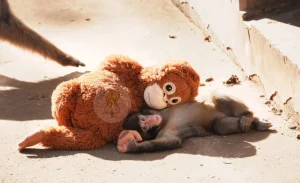 Viral Bayi Monyet Punch Berteman dengan Boneka Usai Ditolak Induknya