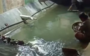 Viral Warga Pamekasan Menambang Emas di Parit