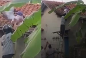Pria di Cilacap Meninggal Disengat Tawon Vespa Saat Bersihkan Toren Air