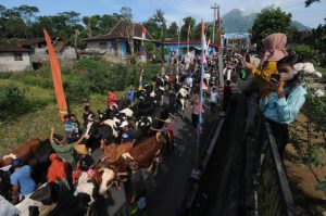 Lebaran Sapi di Boyolali?