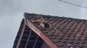 Viral Bocah Dua Tahun Naik Genteng di Lombok Tengah