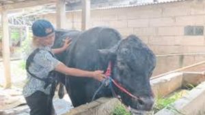 Sapi Qurban Presiden Prabowo Beratnya 1,15 Ton, Dibeli Seharga Rp110 Juta