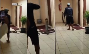 Viral King Kobra Muncul di Toilet Kantor BRIN Tangsel