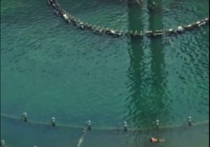 Viral Orang Berenang di Bundaran HI, Kepala Satpol PP DKI Buka Suara