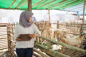 Biaya Kuliah S1 Peternakan Kelas Karyawan di Medan