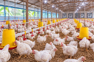 Biaya Buat Kandang Ayam untuk Peternakan Terbaru