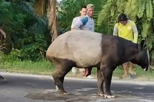 Viral Tapir Tersesat di Jalan Lintas Sumatera Mesuji, Berakhir Tewas Disembelih Warga