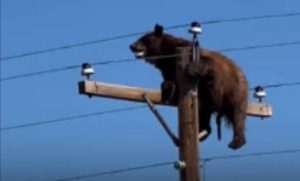 Viral Beruang Besar Terjebak di Atas Tiang Listrik di New Mexico AS