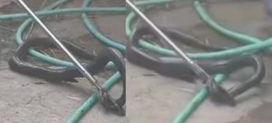 Diduga Stress, Ular Cobra Ditemukan Telan Pisau di Karanganyar