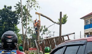 Viral! Pekerja Jatuh dan Terpental saat Tebang Pohon di Cipayung Depok